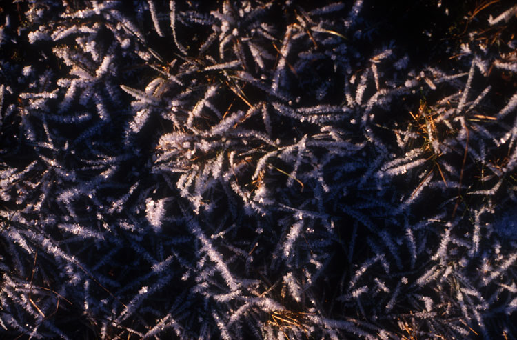 Grass im Frost - DIA