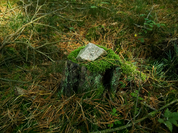 Stein auf Baumstumpf - Landart