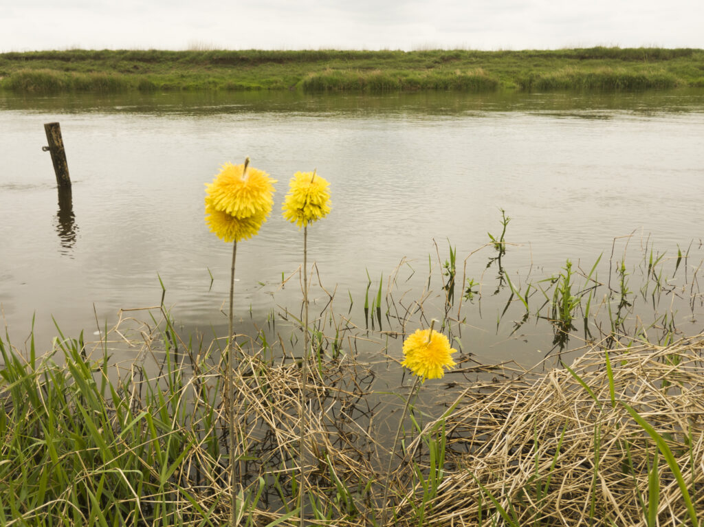 Löwenzahnblüten auf Halme gepießt und  am Allerufer positoniert